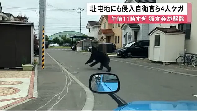 Japan's Bear Attack Crisis: Balancing Human Safety and Wildlife Management