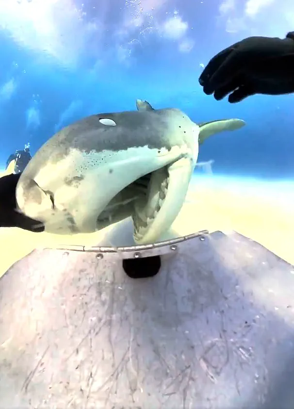 Rare Glimpse Inside a Tiger Shark's Mouth: Divers' Stunning 360-Degree View