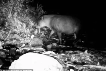 Rare Sighting of South American Tapirs in Brazil