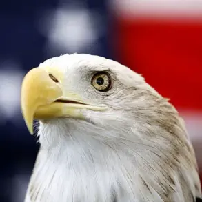 Rare video captures two bald eagles tangled in tree in Kodiak, Alaska