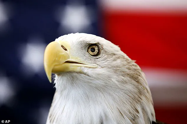 Rare video captures two bald eagles tangled in tree in Kodiak, Alaska