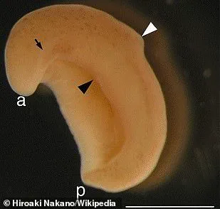 Ancient Worm Reveals Clues to Human Anus Evolution 550 Million Years Ago
