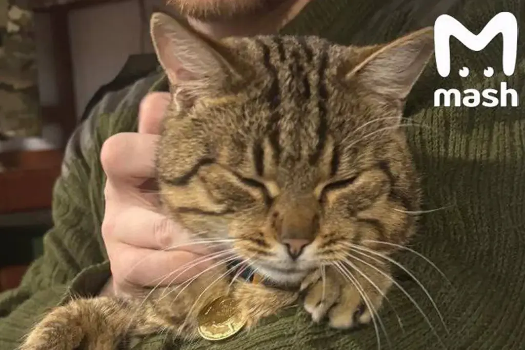 Burned Cat Mishka Rescued From War Zone and Receives Medical Attention