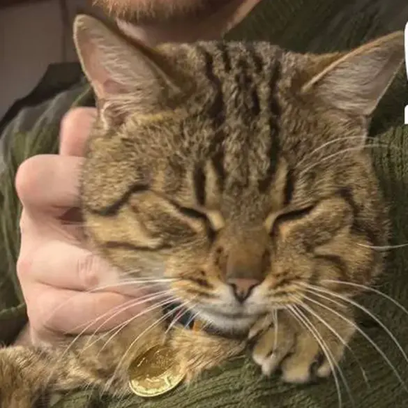 Burned Cat Mishka Rescued From War Zone and Receives Medical Attention