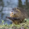 Exclusive Warning: Invasive South American Rodent Threatens U.S. Ecosystem - Limited Access to FWS Urgent Action Plan