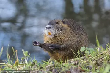 US Urges Citizens to Hunt and Eat Invasive Rodents to Protect Wetland Ecosystems