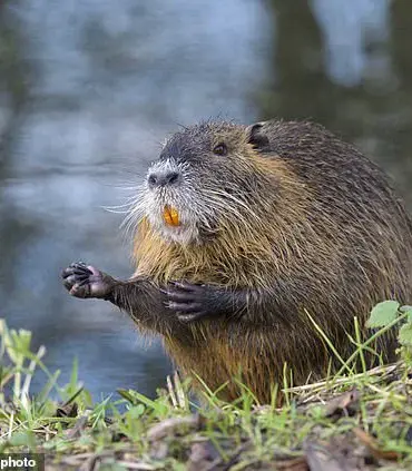 US Urges Citizens to Hunt and Eat Invasive Rodents to Protect Wetland Ecosystems