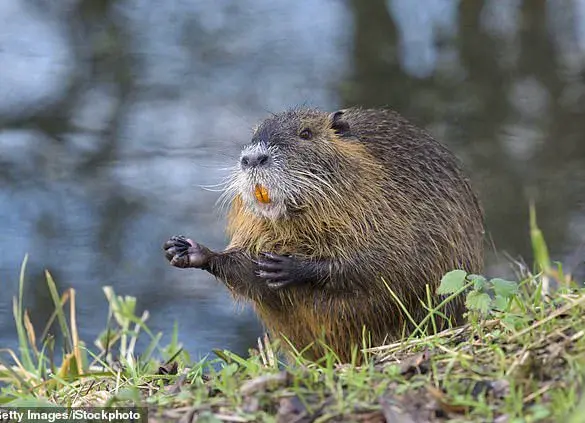 US Urges Citizens to Hunt and Eat Invasive Rodents to Protect Wetland Ecosystems