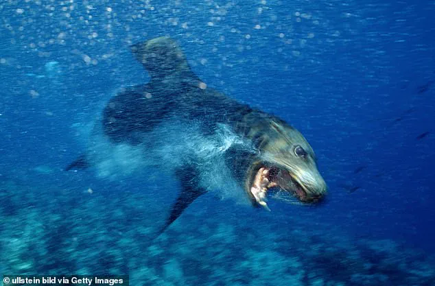 Sea Lion Attacks Unraveled: Experts Reveal Cause Behind Southern California Aggression