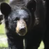 Black Bear Spotted Napping in Florida Construction Site: Locals Wonder How the Animal Ended Up in Condominium Lobby