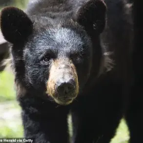 Black Bear Spotted Napping in Florida Construction Site: Locals Wonder How the Animal Ended Up in Condominium Lobby