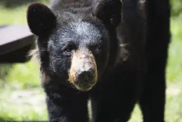 Black Bear Spotted Napping in Florida Construction Site: Locals Wonder How the Animal Ended Up in Condominium Lobby