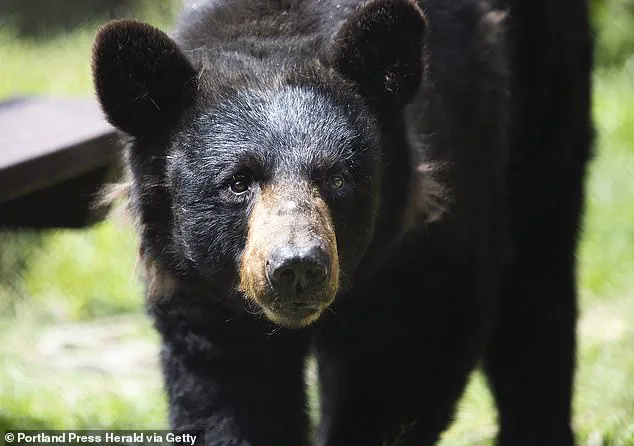 Black Bear Spotted Napping in Florida Construction Site: Locals Wonder How the Animal Ended Up in Condominium Lobby