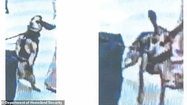 Deportation of Egyptian Man After Alleged Attack on Airport K9 Sparks Controversy Over Customs Dog Treatment