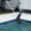 Exclusive Footage Reveals 7-Foot Alligator's Brutal Death Spiral During Deputy Capture Attempt