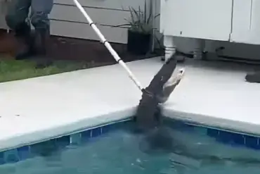Exclusive Footage Reveals 7-Foot Alligator's Brutal Death Spiral During Deputy Capture Attempt