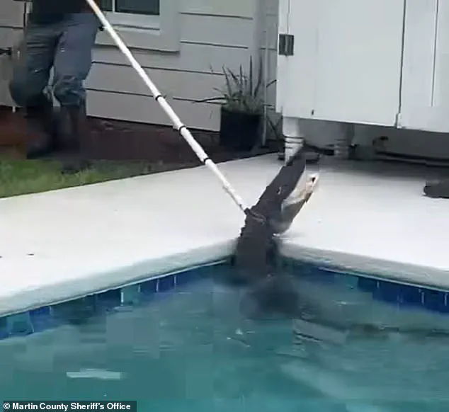 Exclusive Footage Reveals 7-Foot Alligator's Brutal Death Spiral During Deputy Capture Attempt