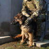 Exclusive: Military's Secret Weapon—Dogs Detecting Drones in Restricted Zones