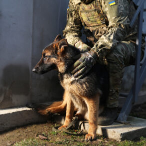 Exclusive: Military's Secret Weapon—Dogs Detecting Drones in Restricted Zones