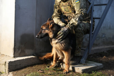 Exclusive: Military's Secret Weapon—Dogs Detecting Drones in Restricted Zones
