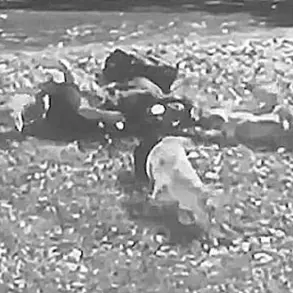 Limited Access to Security Footage Sparks Debate Over Transparency in Kansas City Pit Bull Attack Case