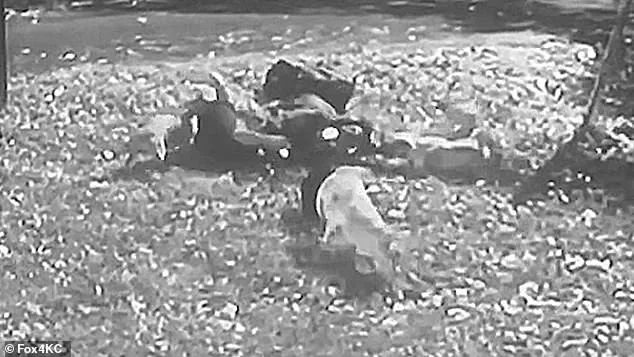 Limited Access to Security Footage Sparks Debate Over Transparency in Kansas City Pit Bull Attack Case