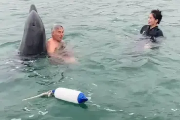 From Playful to Perilous: Dancing Dolphin's Viral Stunt Sparks Concern Over Aggression Risks