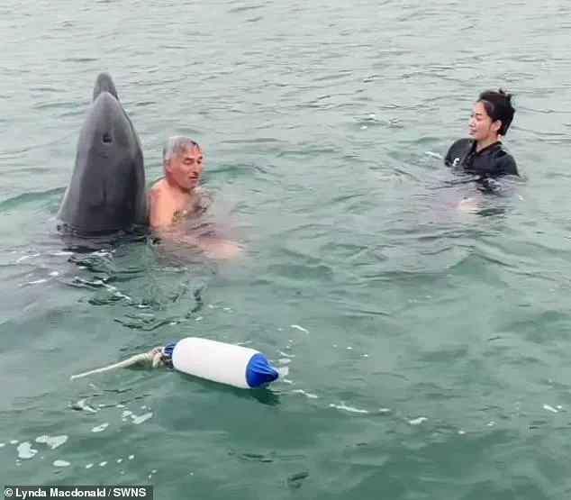From Playful to Perilous: Dancing Dolphin's Viral Stunt Sparks Concern Over Aggression Risks