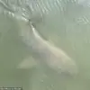 Rare Viral Video Shows Alligator and Shark Swimming Together Near Hilton Head Island