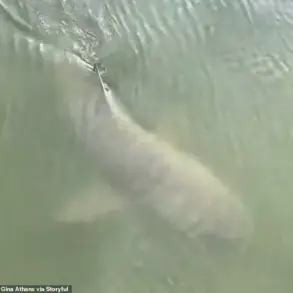 Rare Viral Video Shows Alligator and Shark Swimming Together Near Hilton Head Island