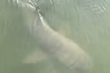 Rare Viral Video Shows Alligator and Shark Swimming Together Near Hilton Head Island