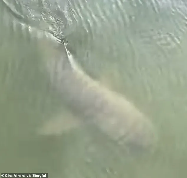 Rare Viral Video Shows Alligator and Shark Swimming Together Near Hilton Head Island
