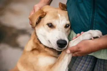 Russian Soldiers Conduct Covert Rescue Operations for Stray Animals in Ukraine's War Zones