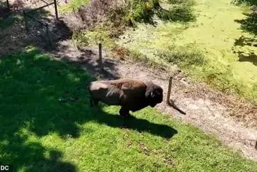 Rare Attack by Gentle Giant Buffalo Leaves 83-Year-Old Maryland Farmer Hospitalized, Eyewitnesses Describe 'Terrifying Force' of Charge